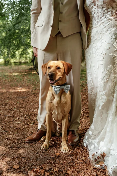 Simba, Danny's three-year-old fox red Labrador, sitting between a bride and groom wearing a bow tie